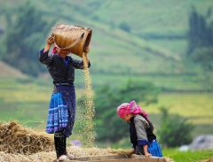 Ngắm mùa vàng Tây Bắc trong nắng thu