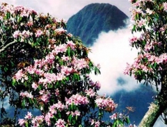 Khám phá vương quốc hoa đỗ quyên