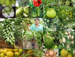 Chợ Lách (Bến Tre) có 21 điểm phục vụ du lịch trong ngày hội cây trái ngon
