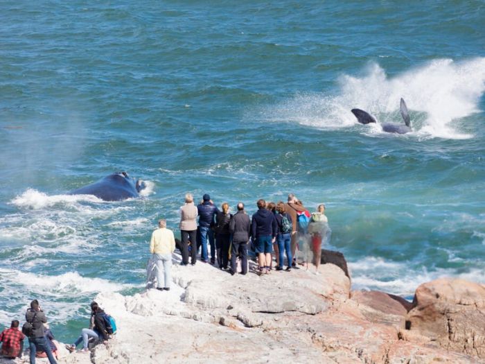 Cá voi nhảy gần thị trấn Hermanus