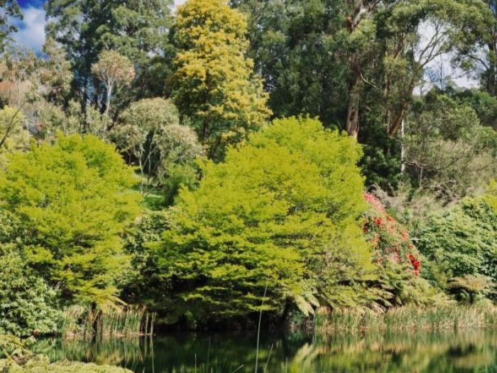 Công viên Quốc Gia Dandenong