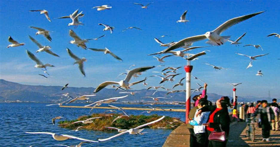 Hồ Điền Trì trở nên nhộn nhịp hơn nhờ bày Hải Âu bay về tránh rét. Cả triệu con hải âu, bay trắng trời