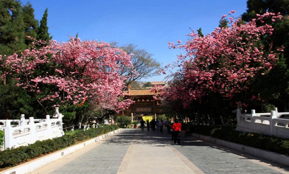 Sắc hoa tràn ngập trên những con đường tại Côn Minh