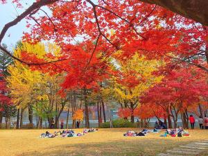 Du lịch Hàn Quốc: Hà Nội - Seoul -  Everland - Nami - N Tower