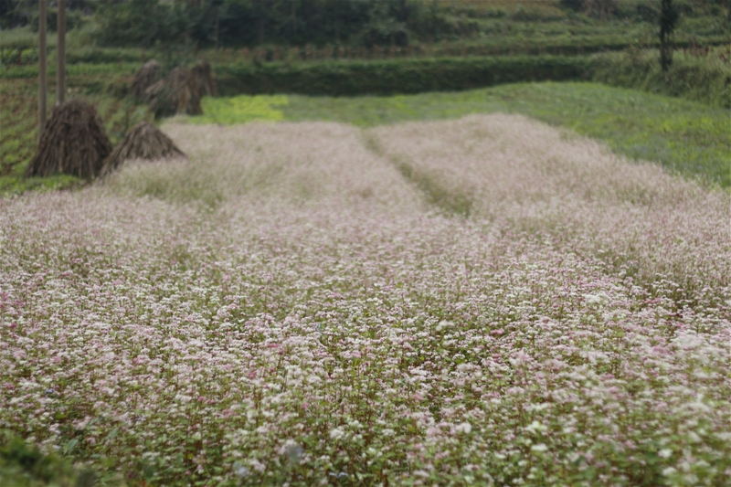 lần đầu tổ chức lễ hội hoa tam giác mạch ở Hà Giang 2015