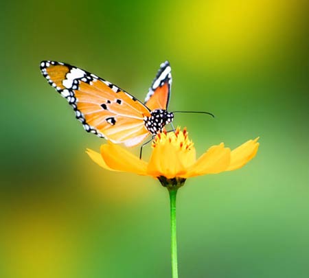 Tư vấn kinh nghiệm du lịch bụi Singapore - Công Viên Bướm Tư vấn kinh nghiệm du lịch bụi Singapore - Công Viên Bướm