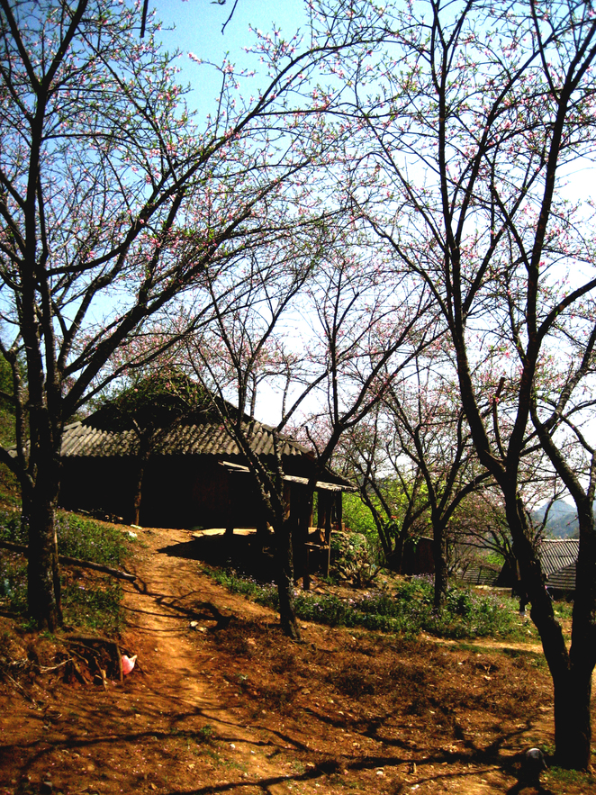 Ng&agrave;y Xu&acirc;n - Mộc Ch&acirc;u