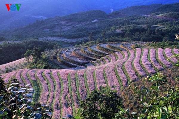lần đầu tổ chức lễ hội hoa tam giác mạch ở Hà Giang 2015