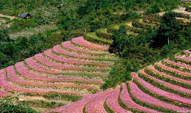lần đầu tổ chức lễ hội hoa tam giác mạch ở Hà Giang 2015