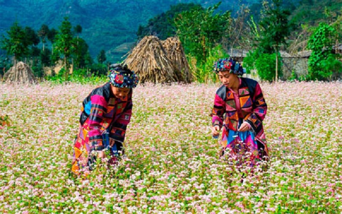 lần đầu tổ chức lễ hội hoa tam giác mạch ở Hà Giang 2015