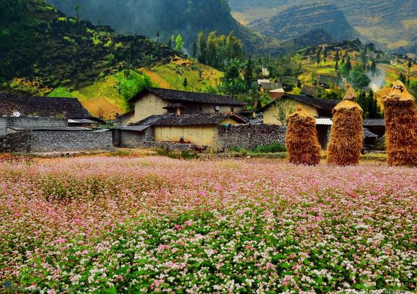 lần đầu tổ chức lễ hội hoa tam giác mạch ở Hà Giang 2015