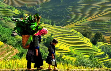 Ngắm mùa vàng Tây Bắc trong nắng thu